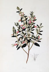 Correa Reflexa, Zeichnung