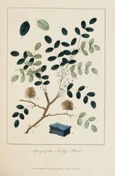 Zweig der Indigo-Pflanze