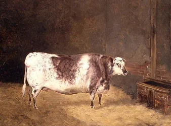 Shorthorn-Kuh