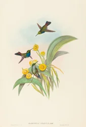 Damophila amabilis Blaukehlkolibri
