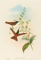 Diphogena aurora Goulds Regenbogen. Schöpfer: John Gould, Henry Constantine Richter