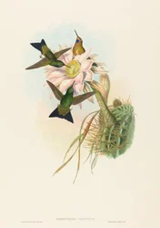 Glühender Puff-Leg