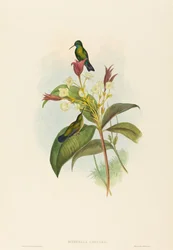 Eucephala caerulea Blaukehlsaphir. Schöpfer: John Gould, Henry Constantine Richter