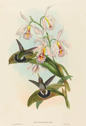 Glaucis fraseri Fraser