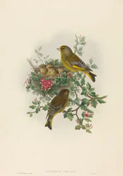 Ligurinus chloris Grünfink. Schöpfer: John Gould, Henry Constantine Richter