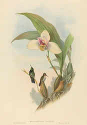 Myiabeillia typica, Abeilles Kolibri. Schöpfer: John Gould, Henry Constantine Richter