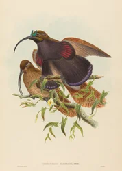 Drepanornis albertisi Schwarzschnabel-Sichelvogel. Schöpfer: John Gould, William Matthew Hart
