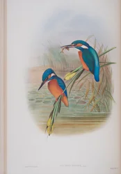 Alcedo Ispida, Tafel aus Die Vögel von Großbritannien von John Gould, veröffentlicht 1862-73