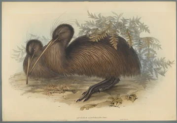 Apteryx Australis
