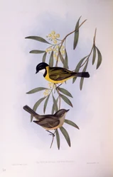 Schwarzschwanz-Pfeifer (Pachycephala melanura), Gravur