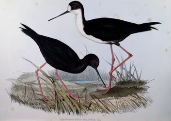 Schwarzer Stelzenläufer (Himantopus novaezelandiae), Gravur aus Birds of Australia