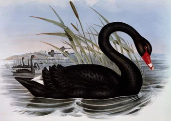 Trauerschwan (Cygnus atratus), Stich aus "Vögel Australiens"