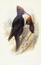 Schwarzspecht, Gravur von John Gould
