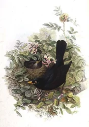 Amsel