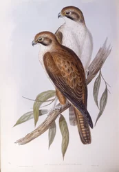 Braunfalke (Falco berigora occidentalis), Gravur von John Gould