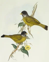 Halsbandbülbül (Spizixos semitorques), Gravur von John Gould