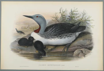 Sterntaucher