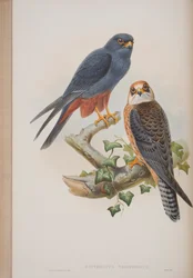 Erythropus Vespertinus, Tafel aus The Birds of Great Britain von John Gould, veröffentlicht 1862-73