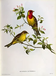 Euspiza Luteola, 19. Jahrhundert
