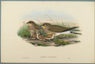 Rotschwanzrennvogel