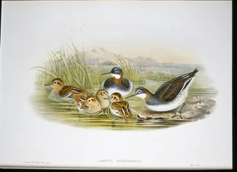 Glanzibis (Falcinellus Igneus)