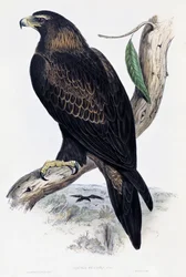 Steinadler (Aquila chrysaetos), Lithographie aus Birds of Australia and Great Britain von John Gould (1804-1881), Vereinigtes Königreich