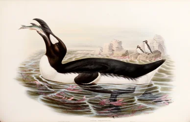 Riesenalk, aus "Die Vögel von Großbritannien", veröffentlicht London 1862-73