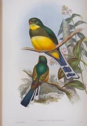 Harpactes Reinwardti, Tafel aus Die Vögel von Großbritannien von John Gould, veröffentlicht 1862-73