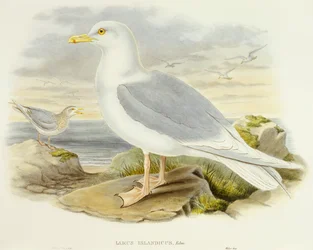 Isländische Möwe (Larus glaucoides), Gravur