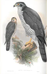 Illustration des Habichts