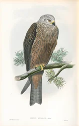 Illustration eines Schwarzmilans (Milvus migrans)