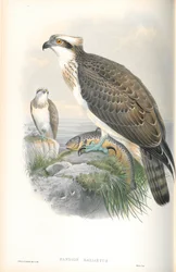 Illustration des Fischadlers