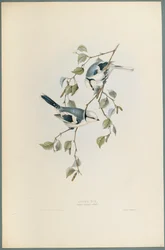 Lasurmeise