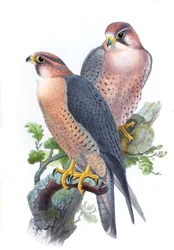 Wanderfalke, (Rotkappenfalke) Falco peregrinus babylonicus Sclater