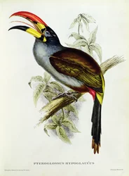 Pteroglossus hypoglaucus aus „Tropical Birds“