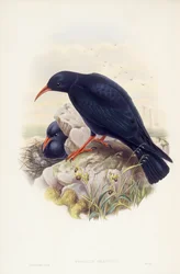 Alpendohle, Gravur von John Gould