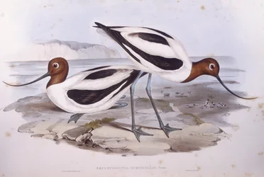 Rotschnabel-Avocet (Recurvirostra novaehollandiae)