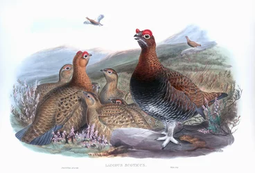 Schottisches Moorschneehuhn, Lagopus lagopus scotica