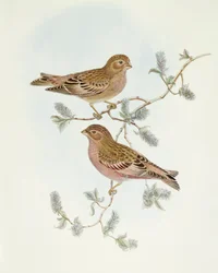 Rosengimpel (Erythrospiza incarnata), Gravur von John Gould