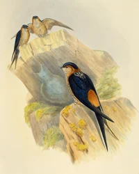 Rostbauchschwalbe (Hirundo daurica), Gravur von John Gould (1804-1881), Vereinigtes Königreich