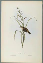 Salicaria Phragmatis: Schilfrohrsänger