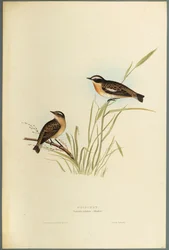 Braunkehlchen