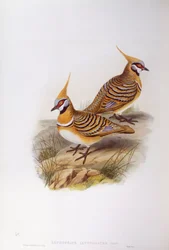 Spinifex-Taube (Lophophaps oder Geophaps plumifera leucogaster)
