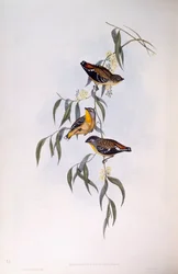 Gefleckter Pardalote (Pardalotus punctatus), Gravur von John Gould