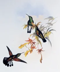 Streifenschwanzkolibri (Eupherusa eximia), Stich aus Monograph of Trochilidae or Humming Birds (1849-1861), von John Gould (1804-1881), Vereinigtes Königreich