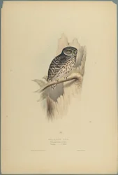 Waldkauz