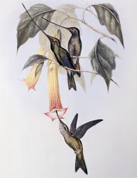 Schwertschnabelkolibri (Docimastes ensiferus)