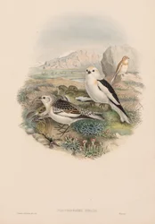 Die Vögel von Großbritannien: Plestrophanes nivalis