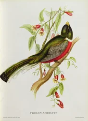 Trogon Ambiguus aus 