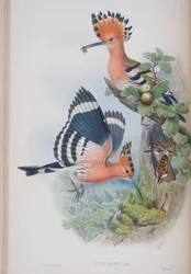Upupa Epops, Tafel aus Die Vögel von Großbritannien von John Gould, veröffentlicht 1862-73